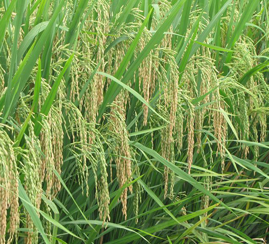 ���Ƀ�(y��u)829-ˮ���N��-�����N�I(y��)