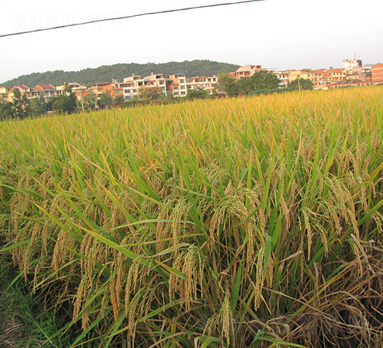 �Ƀ�(y��u)1259-ˮ���N��-�����N�I(y��)