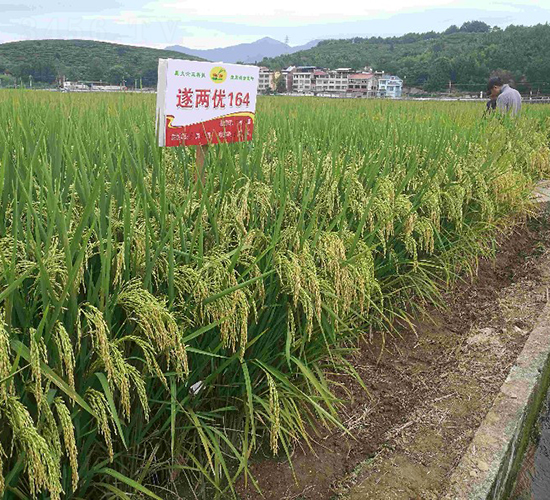 ��Ƀ�(y��u)164-ˮ���N��-�����N�I(y��)