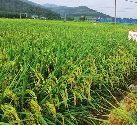 ����Ƀ�(y��u)6363-ˮ���N��-�����N�I(y��)