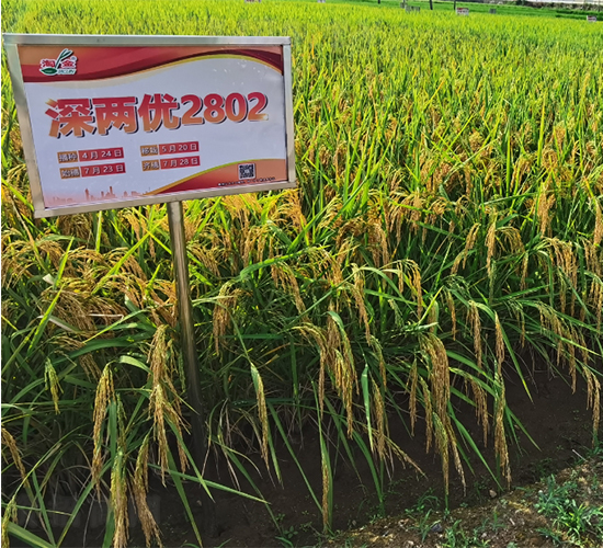 ��Ƀ�(y��u)2802-ˮ���N��-�����N�I(y��)