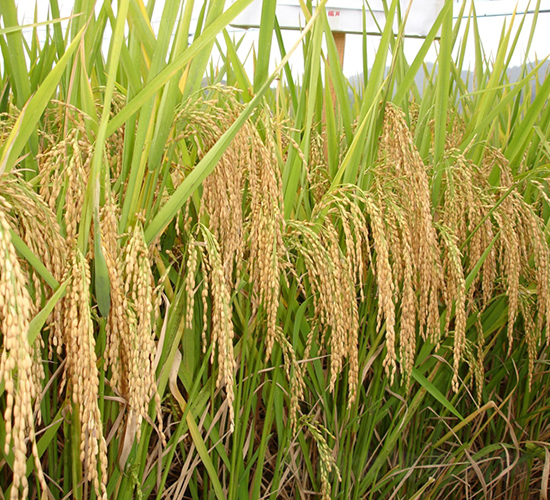 �ȃ�(y��u)1259-ˮ���N��-�����N�I(y��)