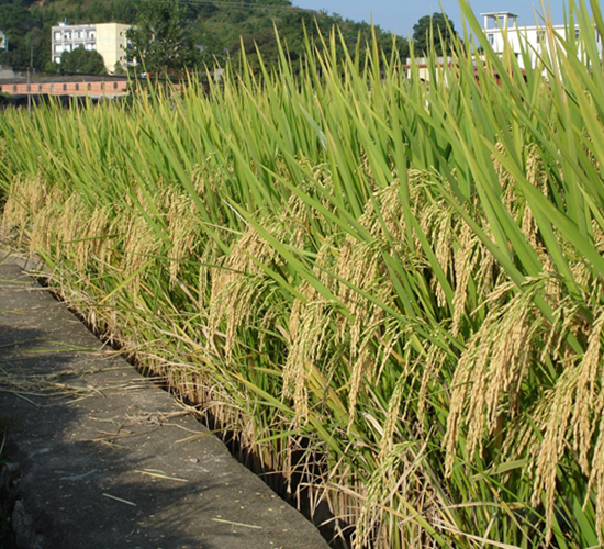 �؃�(y��u)��ռ-ˮ���N��-�����N�I(y��)