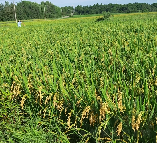 �僞(y��u)1602-ˮ���N��-�����N�I(y��)