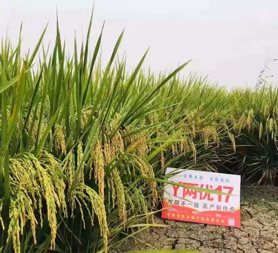 Y�Ƀ�(y��u)17-ˮ���N��-Ԭ�Z