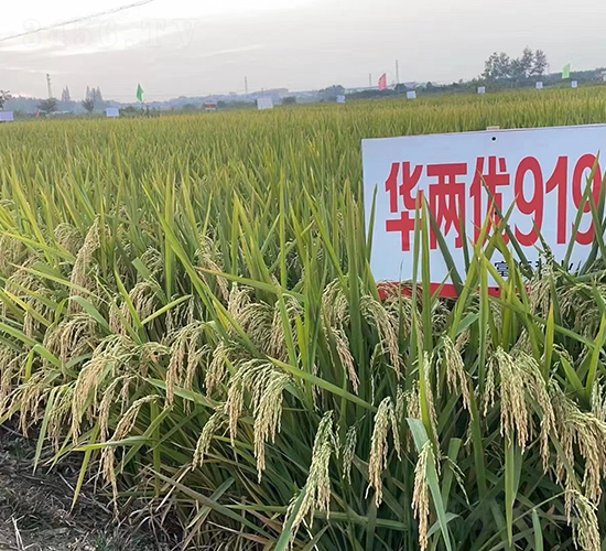 �A�Ƀ�(y��u)919-ˮ���N��-Ԭ�Z