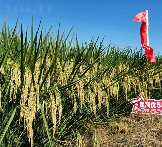 �ǃɃ�(y��u)551-ˮ���N��-Ԭ�Z