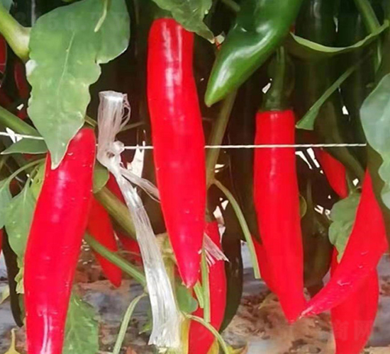 �����n��-�����N��-����r(n��ng)��