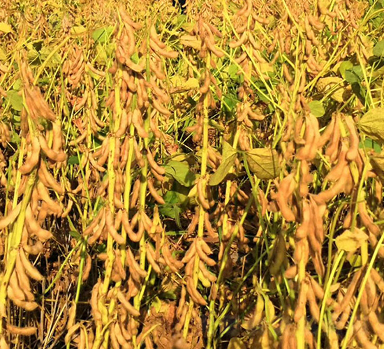 ����109-�󶹷N��-����r(n��ng)��