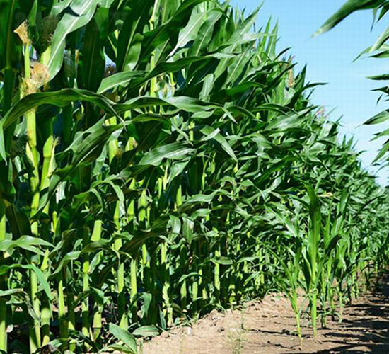 ����308-���׷N��-���(y��ng)�r(n��ng)��