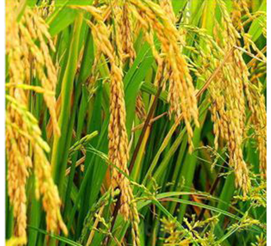 ����(y��u)����-ˮ���N��-�Aï�߿�