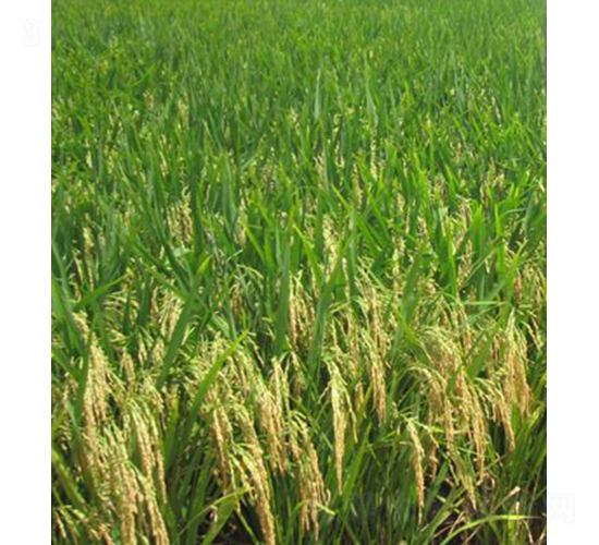 ���Ƀ�(y��u)109-ˮ���N��-�Aï�߿�