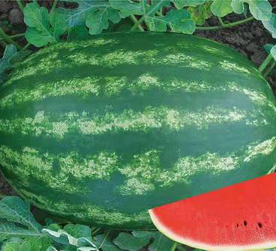 ��ʥ�����h-���ϷN��-��ʥ��