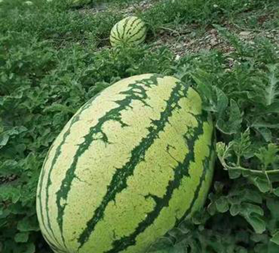 ��ʥ�����c-���ϷN��-��ʥ��