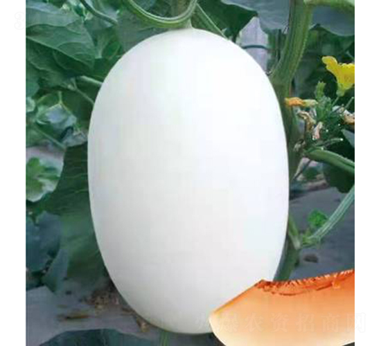 ��ʥ���y��3̖(h��o)-��ϷN��-��ʥ��