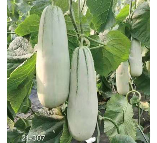 ��ʥ������61̖-��ϷN��-��ʥ��