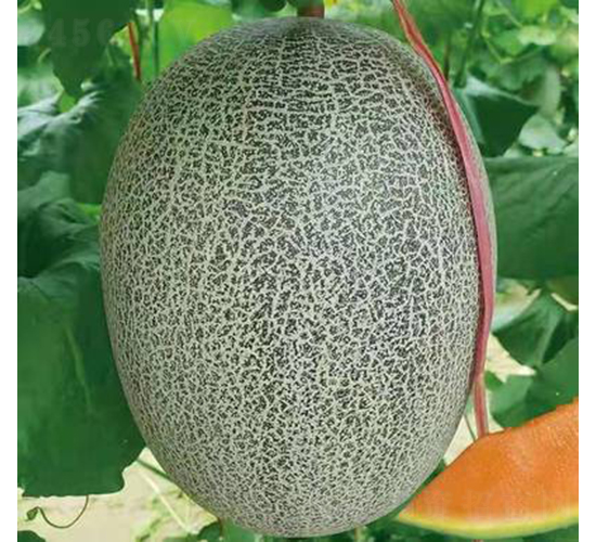 ��ʥ�̾G����-��ϷN��-��ʥ��