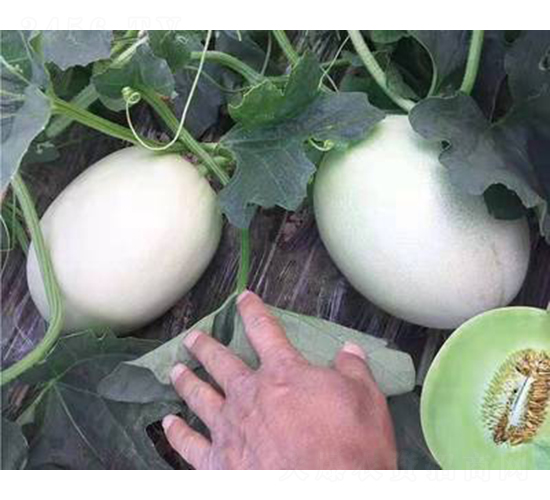 ��ʥ�̾G��-��ϷN��-��ʥ��