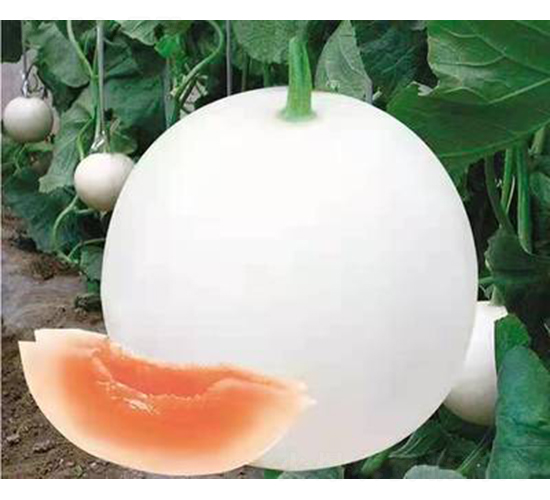 ��ʥ�̶�ʮ��̖(h��o)���y�ڣ�-��ϷN��-��ʥ��