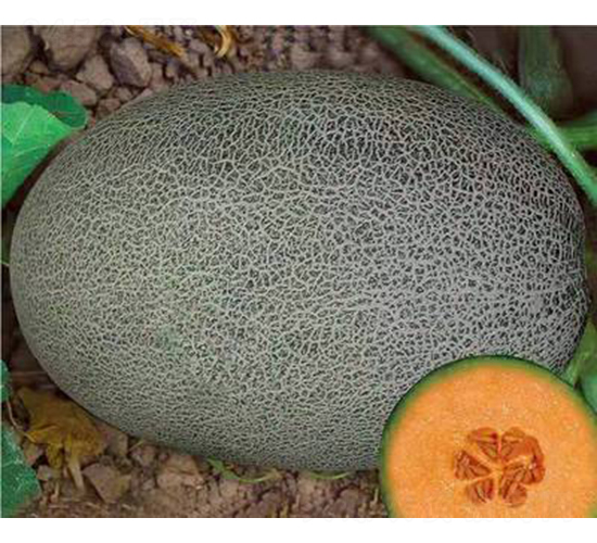 ��ʥ�̵���-��ϷN��-��ʥ��