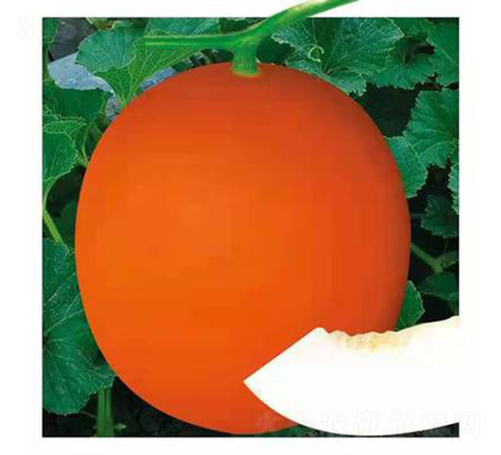 ��ʥ��M112-��ϷN��-��ʥ��