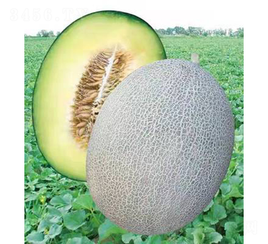 ��ʥ��M21-305-��ϷN��-��ʥ��