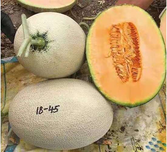 ��ʥ��M18-45-��ϷN��-��ʥ��