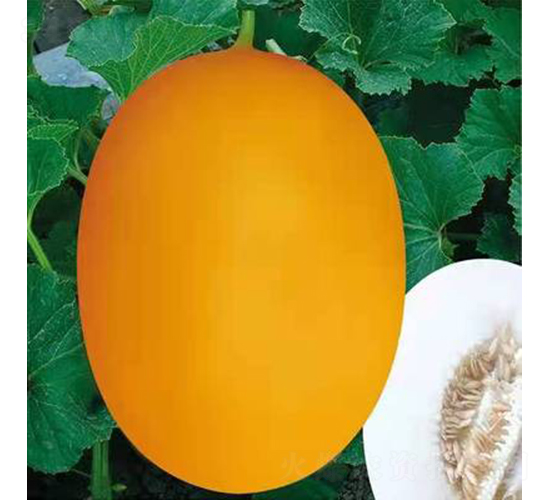 ��ʥ��21-195��-��ϷN��-��ʥ��