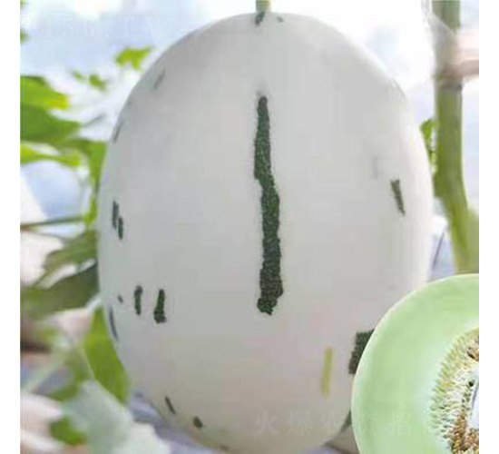 ��ʥ��20-491-��ϷN��-��ʥ��