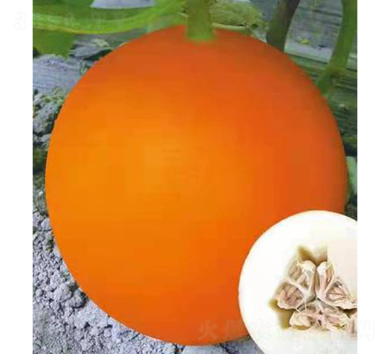 ��ʥ��M14-21���S����-��ϷN��-��ʥ��