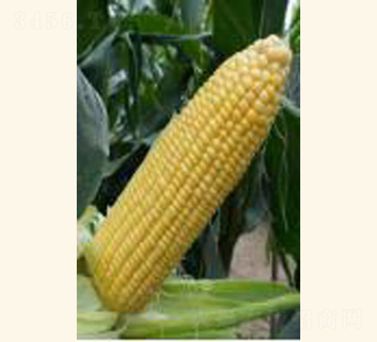 �}��4̖(h��o)-���׷N��-���C�N�I(y��)