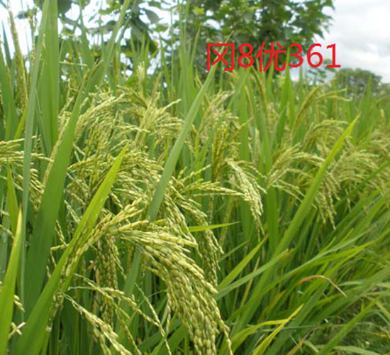 ��8��(y��u)361-ˮ���N��-���C�N�I(y��)