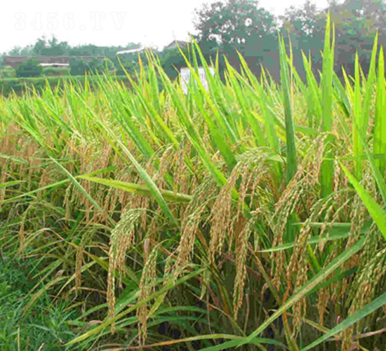 �B��(y��u)3189-ˮ���N��-���C�N�I(y��)