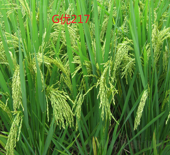 G��(y��u)217-ˮ���N��-���C�N�I(y��)