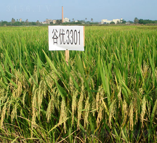 �ȃ�(y��u)3301-ˮ���N��-���C�N�I(y��)