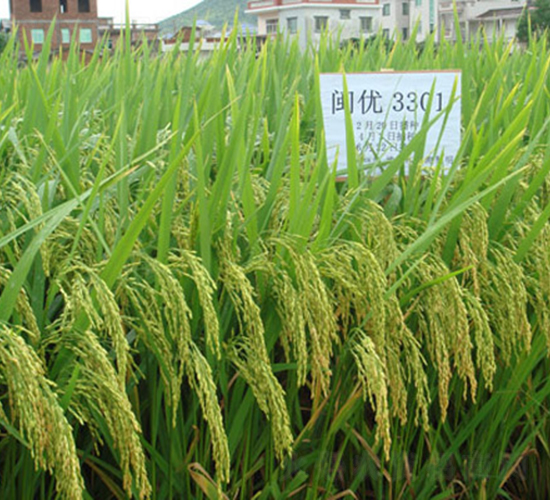 �}�S��(y��u)3301-ˮ���N��-���C�N�I(y��)