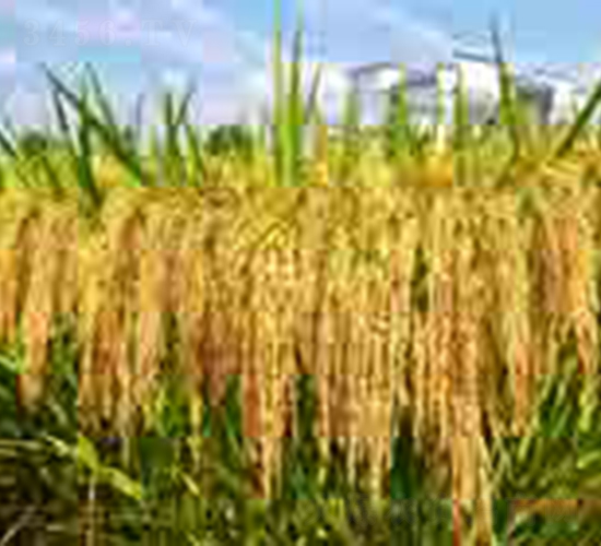 ��ȃ�(y��u)3301-ˮ���N��-���C�N�I(y��)