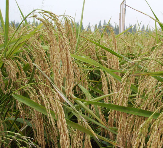 �Ƀ�(y��u)389-ˮ���N��-ϣ���N�I(y��)