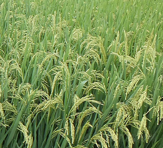 �S��(y��u)800-ˮ���N��-ϣ���N�I(y��)