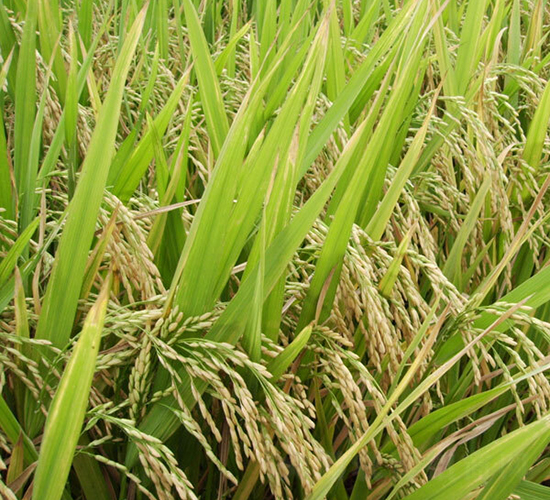 ����(y��u)268-ˮ���N��-ϣ���N�I(y��)