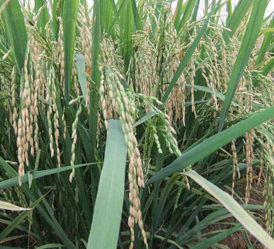 ���S��(y��u)1̖(h��o)-ˮ���N��-ϣ���N�I(y��)