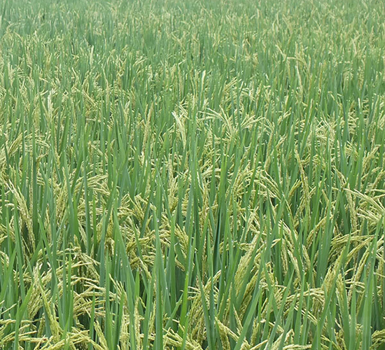 �Y��(y��u)299-ˮ���N��-ϣ���N�I(y��)