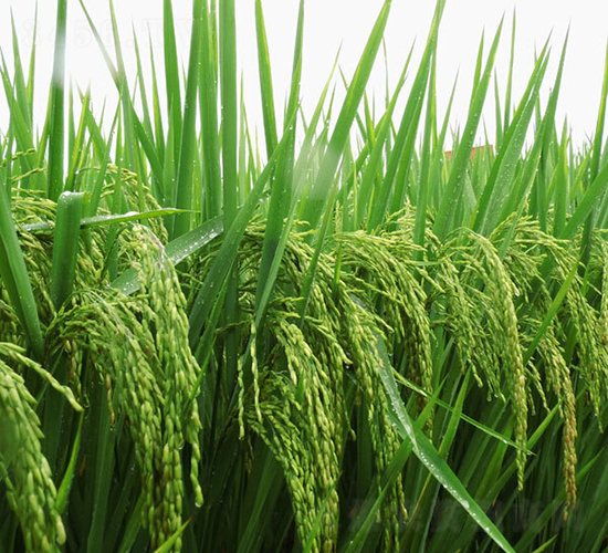 N�Ƀ�(y��u)1̖(h��o)-ˮ���N��-ϣ���N�I(y��)