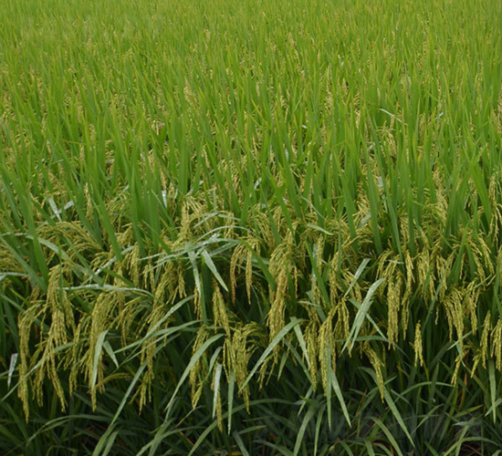 �Ƀ�(y��u)66-ˮ���N��-ϣ���N�I(y��)