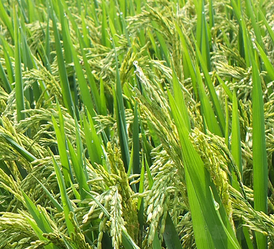 N�Ƀ�(y��u)1998-ˮ���N��-ϣ���N�I(y��)