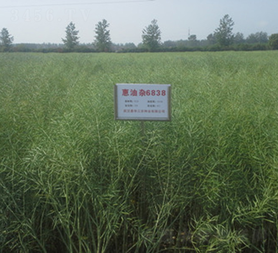 �����s6838-�Ͳ˷N��-���A���r