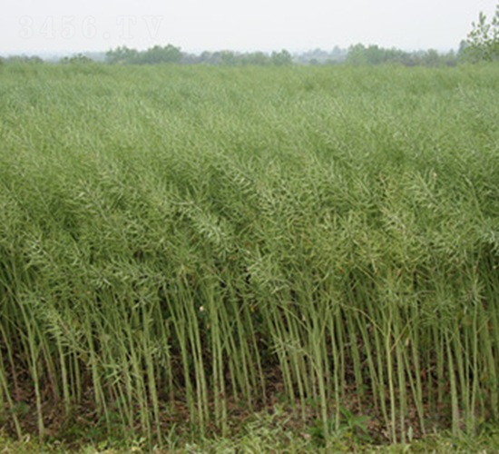 T2159-�Ͳ˷N��-���A���r(n��ng)