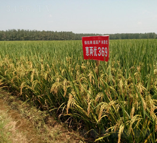 �݃Ƀ�(y��u)369-ˮ���N��-���A���r(n��ng)