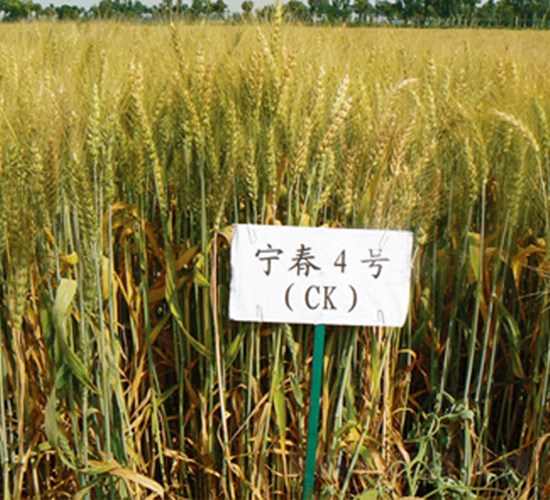 ����4̖-С���N��-���S�N�I(y��)