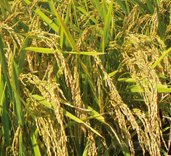 ����31̖(h��o)-ˮ���N��-���S�N�I(y��)